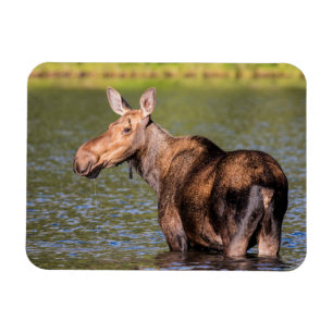Eland voederen in Glacier National Park, Montana Magneet