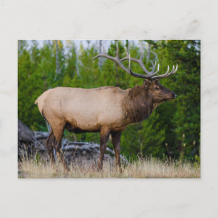 Eland   Yellowstone National Park, Wyoming Briefkaart