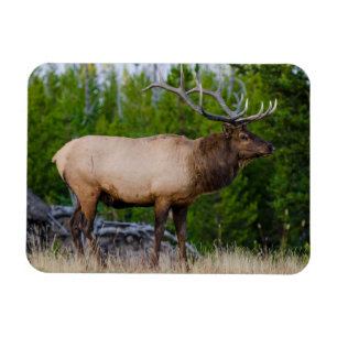 Eland   Yellowstone National Park, Wyoming Magneet