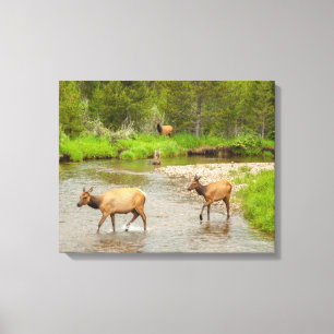 Elanden die de Colorado rivier oversteken Canvas Afdruk