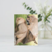 Elanden en Vogel Briefkaart (Staand voorkant)