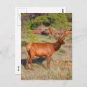 elandenstandaard briefkaart (Voorkant / Achterkant)