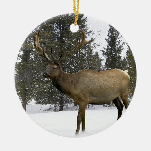 Élans en ornement d'hiver (Devant)