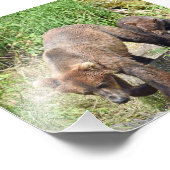 Élargissement de la photo (Coin)