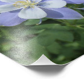 Élargissement de la photo Columbine (Coin)