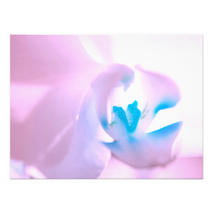 Élargissement de la photo d'orchidée rose doux