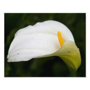 Élargissement de la photo en satin blanc