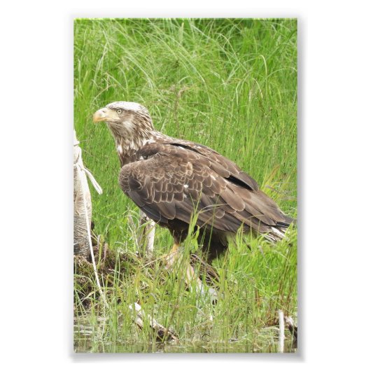 Élargissement de la photo papier photo Premium Sat (Devant)