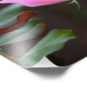 Élargissement de la photo Rose (Coin)