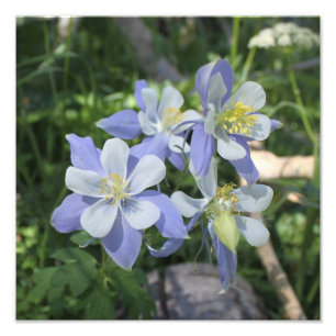 Élargissement de photo de Columbine