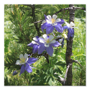 Élargissement de photo du Colorado Columbine