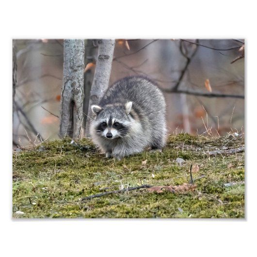 Élargissement photo Raccoon (Devant)