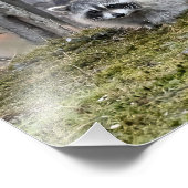 Élargissement photo Raccoon (Coin)