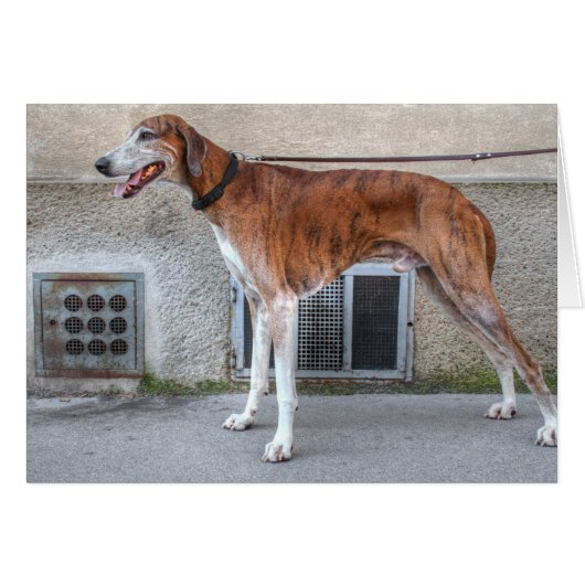 Elder Brindle Greyhound (Voorkant Horizontaal)