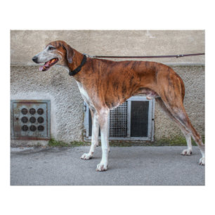 Elder Brindle Greyhound Perfect Poster
