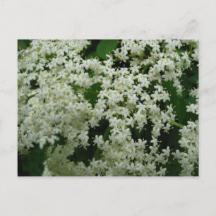 Elderberry Blossom Briefkaart