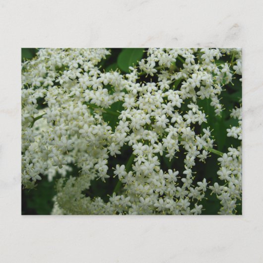 Elderberry Blossom Briefkaart (Voorkant)