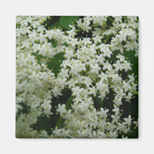 Elderberry Blossom Magnet Magneet