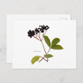 Elderberry Briefkaart (Voorkant / Achterkant)