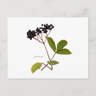 Elderberry Briefkaart