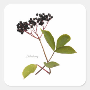 Elderberry Vierkante Sticker