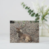 Eld's Deer Briefkaart (Staand voorkant)