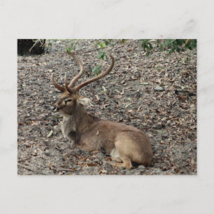 Eld's Deer Briefkaart