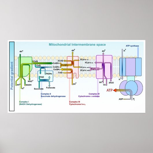 Electron Chain Mitonchondrial Intermembrane Space Poster (Voorkant)