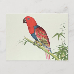 Electus Parrot op een bamboevloed Briefkaart