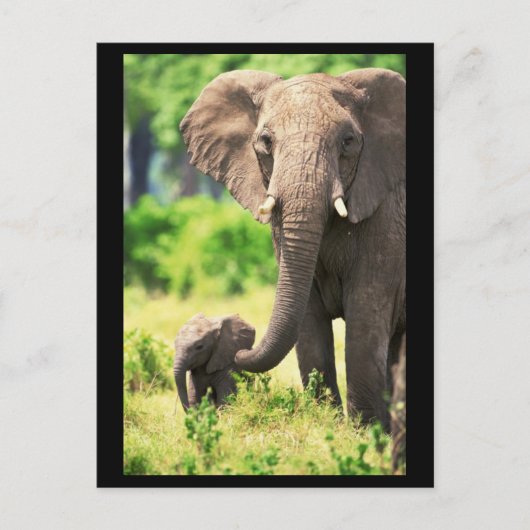 Elefant en Baby Briefkaart (Voorkant)