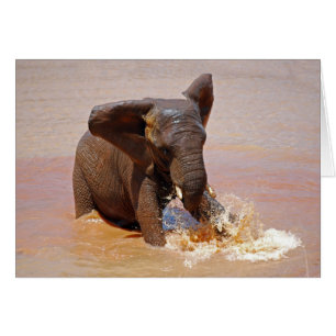 Elefant spelen met water