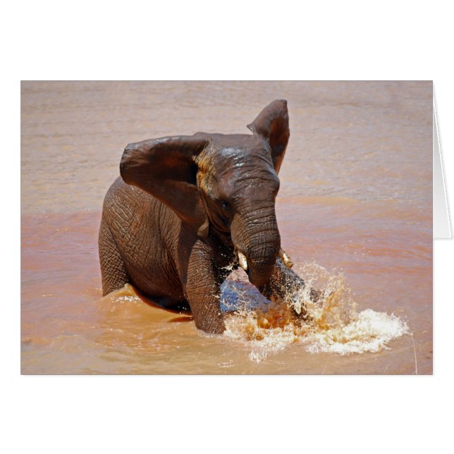 Elefant spelen met water (Voorkant Horizontaal)