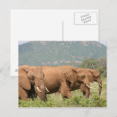 Elefanten in der Savanne, Samburu, Kenia Afrika Briefkaart (Voorkant / Achterkant)