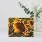 Élégance Tournesol Carte Postale (Debout devant)