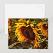 Élégance Tournesol Carte Postale (Devant / Derrière)