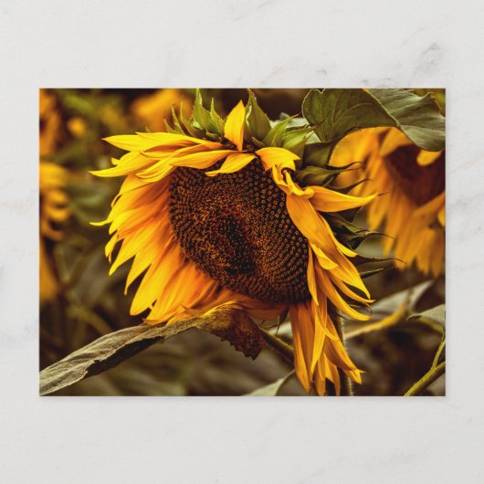 Élégance Tournesol Carte Postale (Devant)