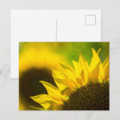 Élégance tournesol carte postale (Devant / Derrière)
