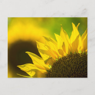 Élégance tournesol carte postale