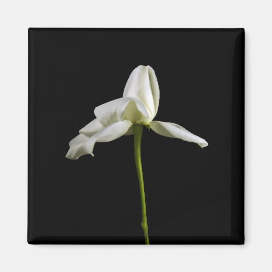 Élégant aimant Rose (Devant)