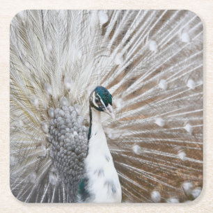 Elegant Albino Peacock Vierkante Kartonnen Onderzetter
