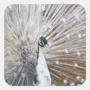 Elegant Albino Peacock Vierkante Sticker