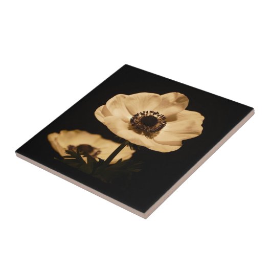 Elegant Anemone Flower Black Tegeltje (Zijkant)