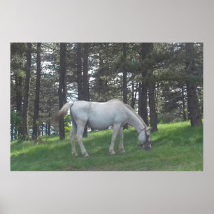 Elegant Beauful White Horse Origine Art Poster