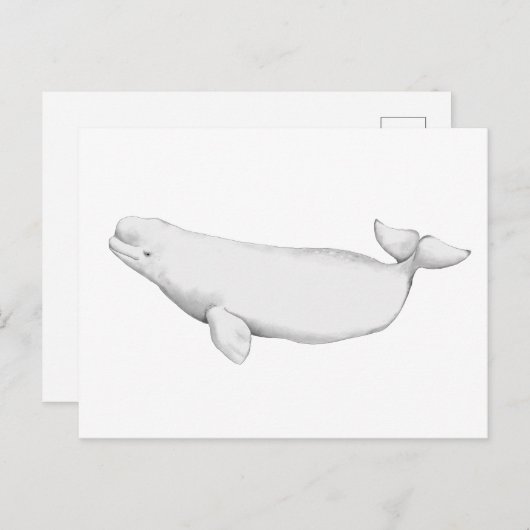 Elegant Beluga Whale Book Illustration Briefkaart (Voorkant / Achterkant)