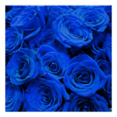 Elegant blauw roos blauw bloemblauw perfect poster (Voorkant)