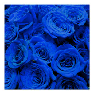 Elegant blauw roos blauw bloemblauw perfect poster
