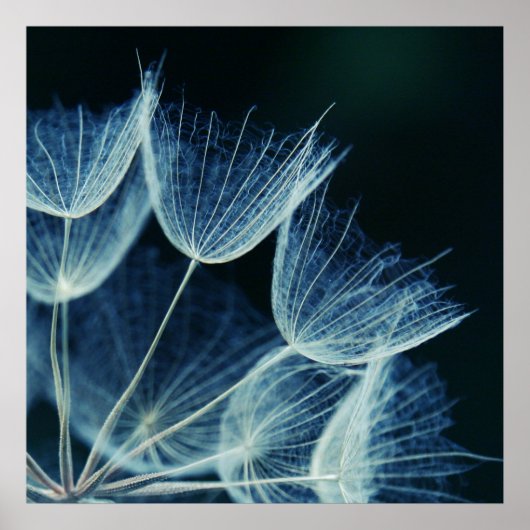 Elegant Blue Dandalion Botanische Macro Abstract Poster (Voorkant)