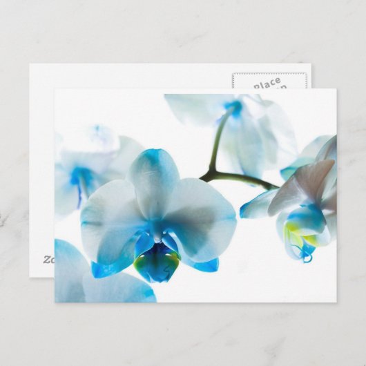 Elegant Blue Orchids Custom Briefkaart (Voorkant / Achterkant)