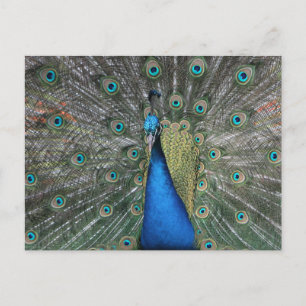 Elegant Blue Peacock Briefkaart