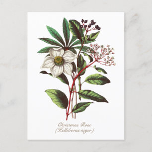 Elegant  Botanisch Roos voor kerstmis Briefkaart